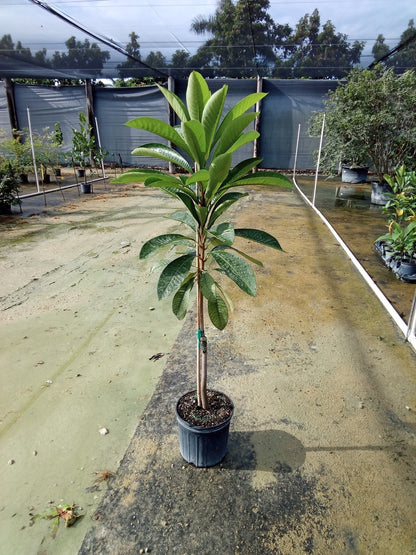 Mamey 'Key West' (Sapote) — 3 Gallon
