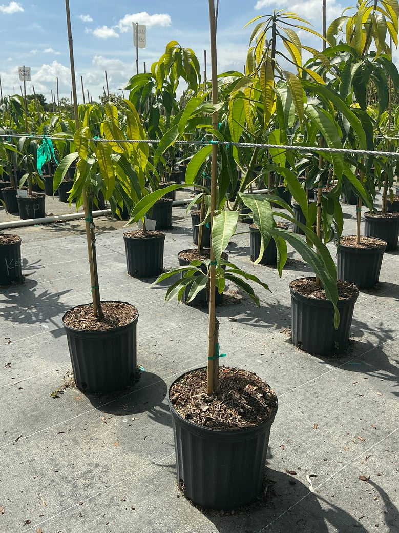 Mango 'Alphonso'
