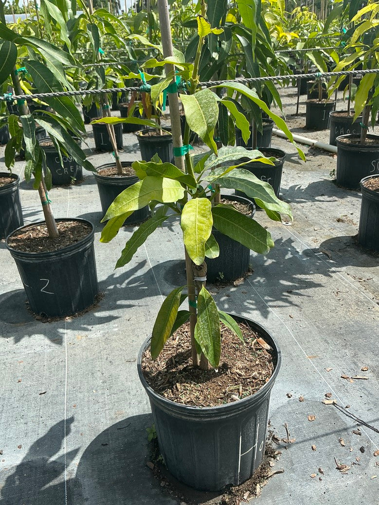 Mango 'Honey Kiss'