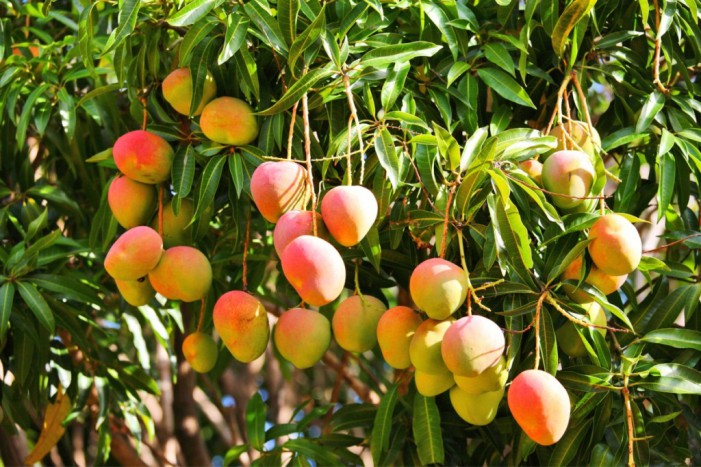 Mango 'Kent' fruit on the tree