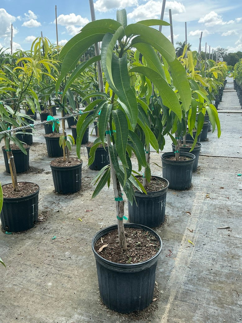 Mango 'Kent'