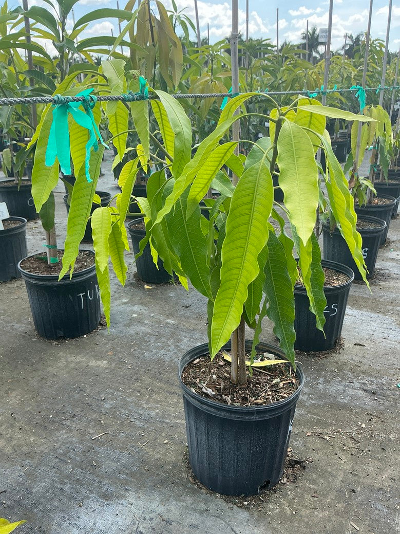 Mango 'Keow Savoy'