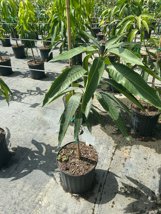 Mango 'Lemon Meringue'