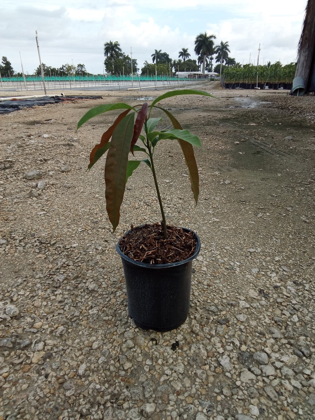 Turpentine mango rootstock in a 1-gallon container, showing new red leaf flush
