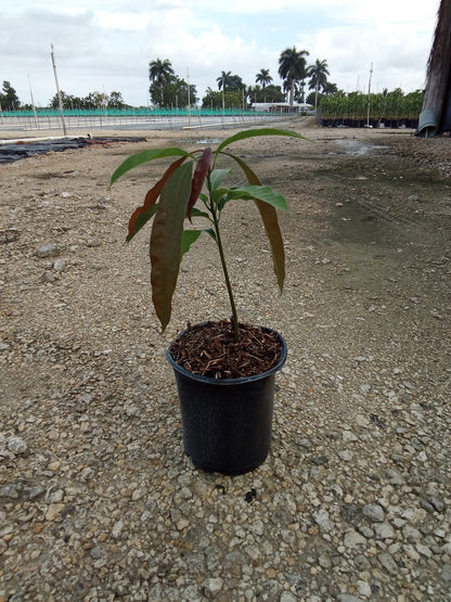 Turpentine mango rootstock in a 1-gallon container, showing new red leaf flush
