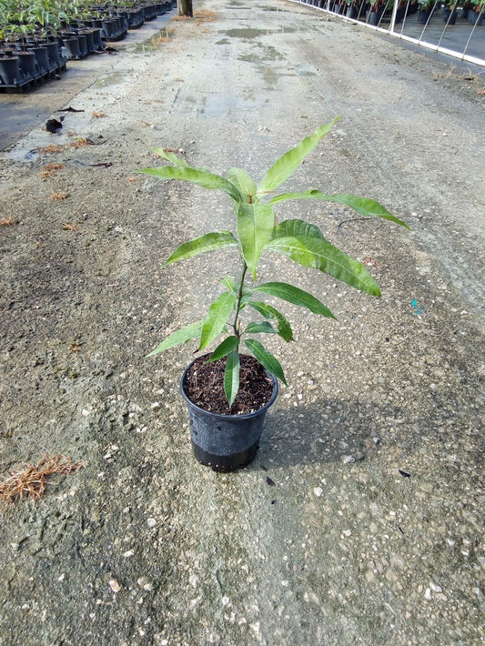 Turpentine mango rootstock, 1-gallon container, side view in the nursery