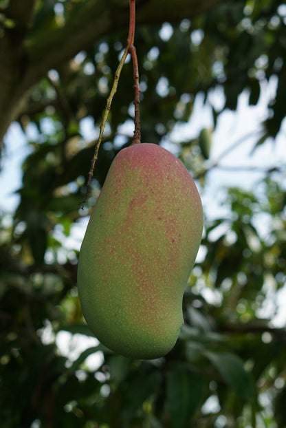 Mango 'Valencia Pride' fruit