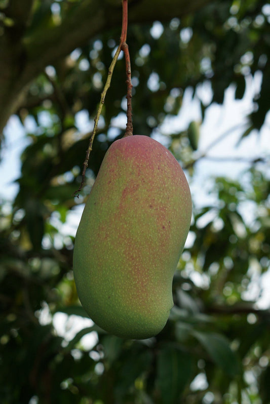 Mango 'Valencia Pride' fruit