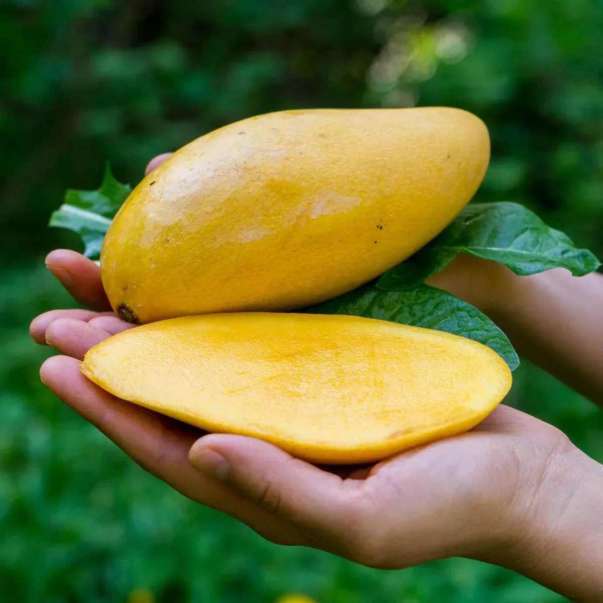 Mango 'Nam Doc Mai' fruit