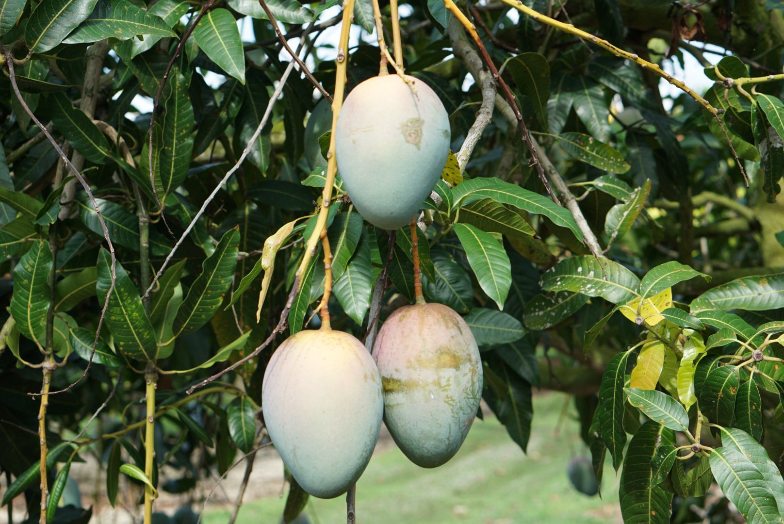 Ripe mangoes hanging on the tree at Island Tropical