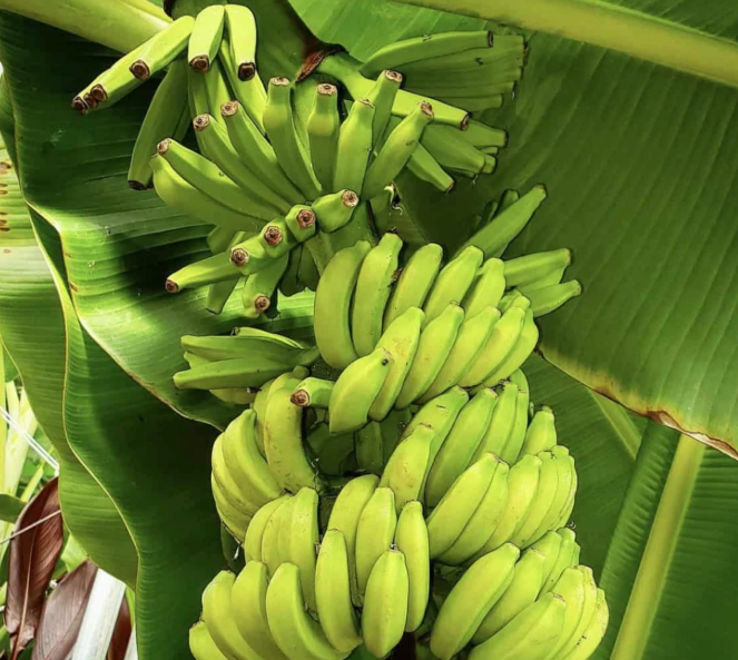 Banana 'Mona Lisa'