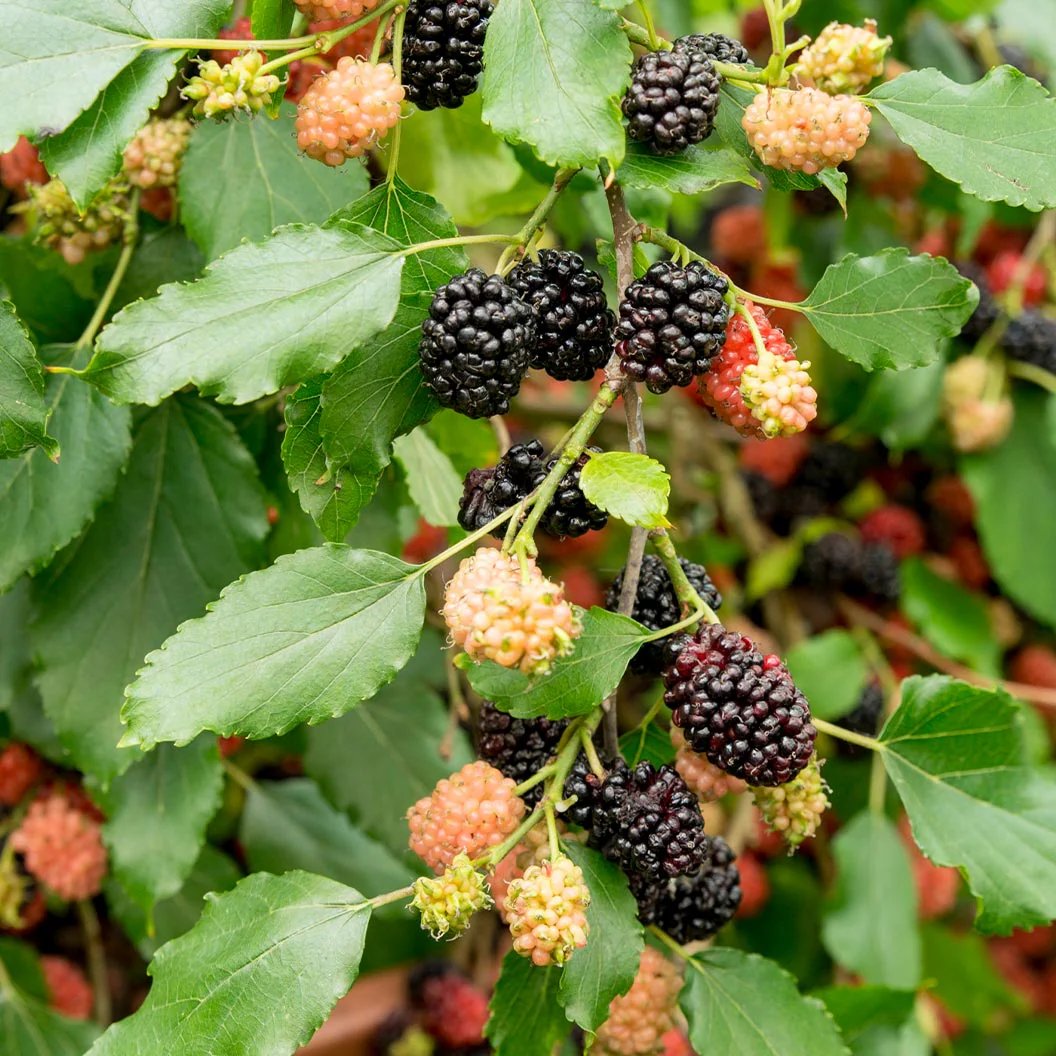 Ripe mulberries