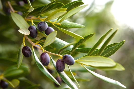Olives on the branch