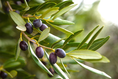 Olives on the branch