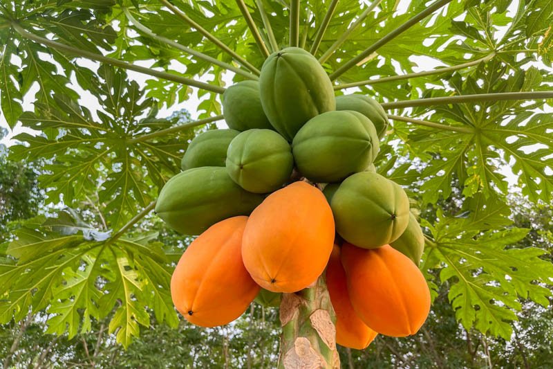 Papaya on the plant