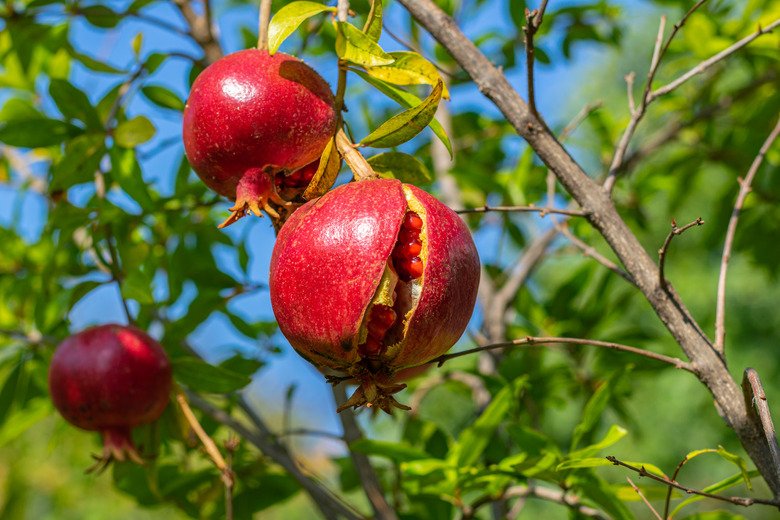 Pomegranate split open