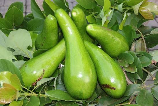 Avocado 'Russell' fruit
