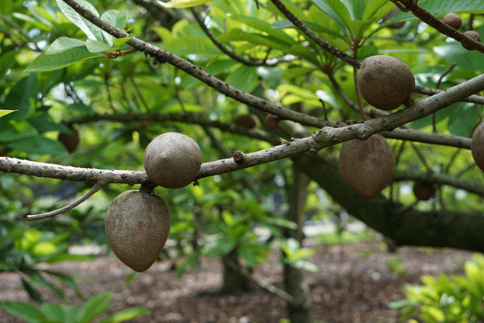 Sapodilla fruit